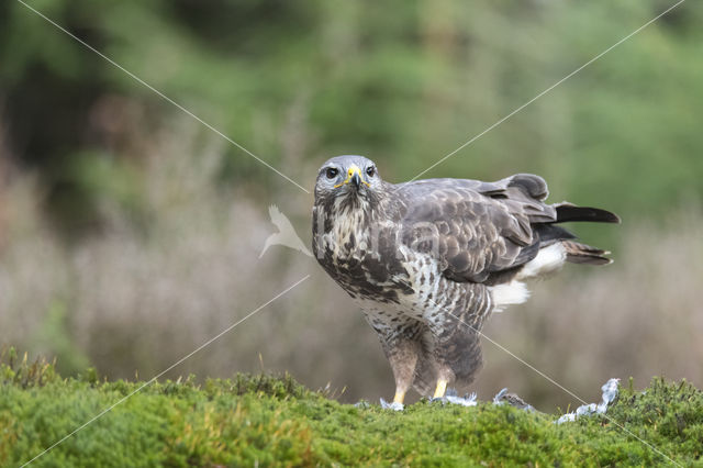 Buizerd (Buteo buteo)