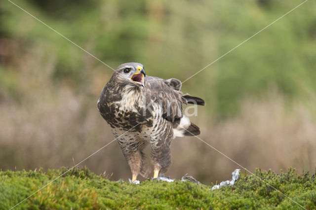 Buizerd (Buteo buteo)