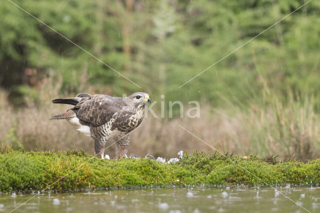 Buizerd (Buteo buteo)