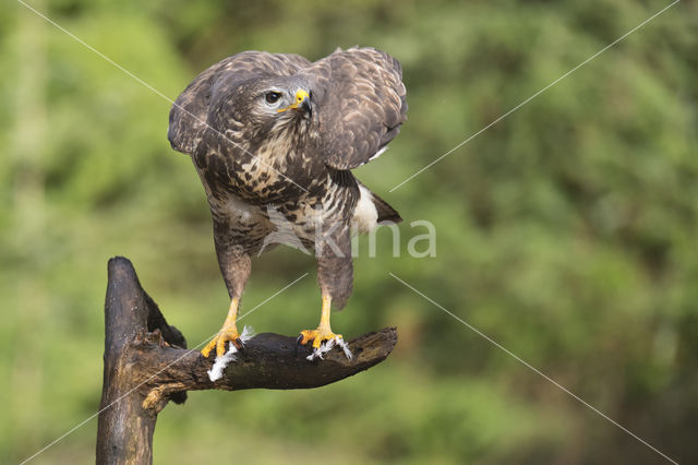 Buizerd (Buteo buteo)