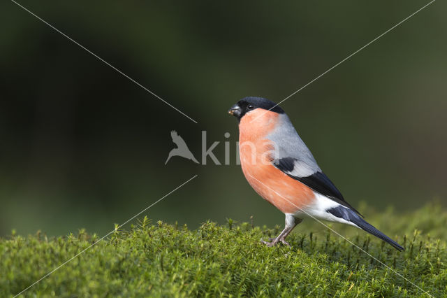 Eurasian Bullfinch (Pyrrhula pyrrhula)