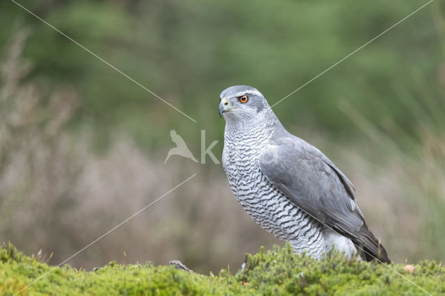 Havik (Accipiter gentilis)