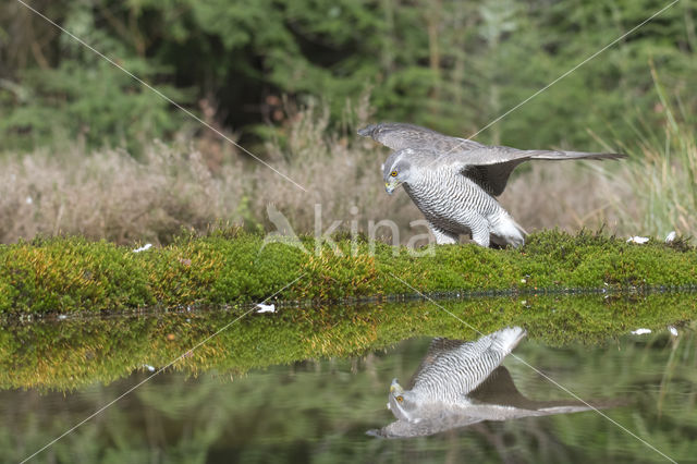 Goshawk (Accipiter gentilis)