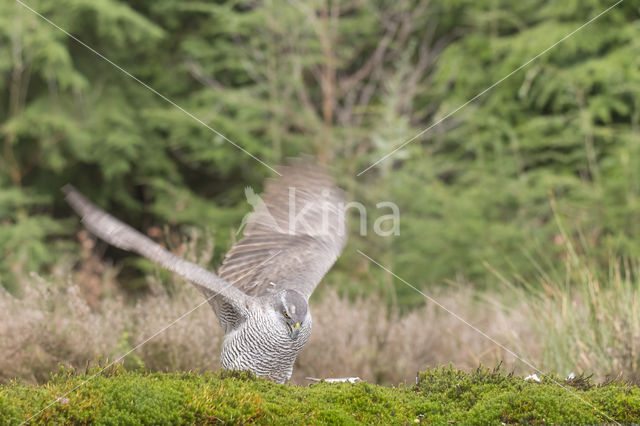 Goshawk (Accipiter gentilis)