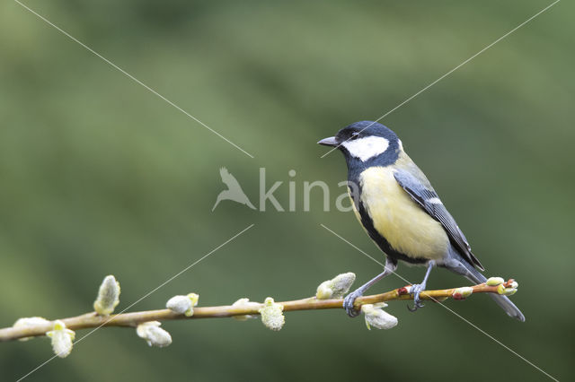 Great Tit (Parus major)