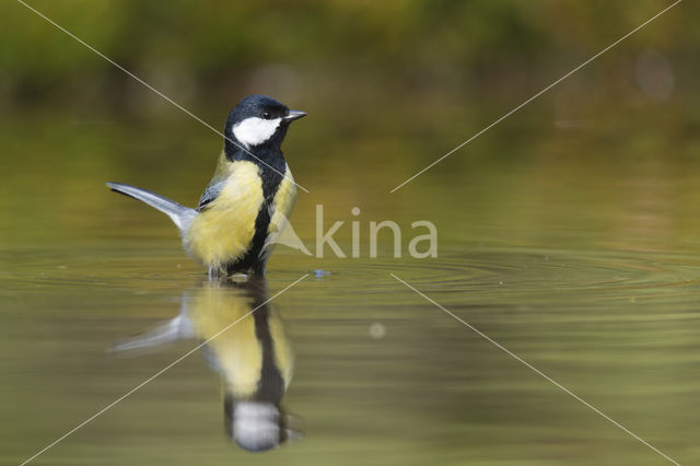 Great Tit (Parus major)