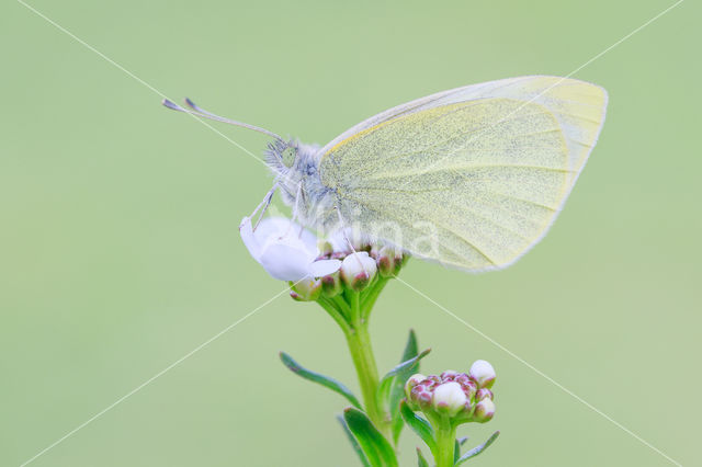 Klein koolwitje (Pieris rapae)