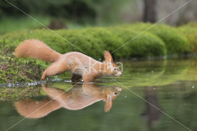 Red Squirrel (Sciurus vulgaris)