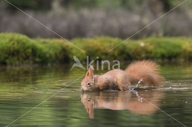 Red Squirrel (Sciurus vulgaris)