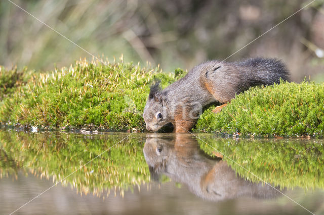 Red Squirrel (Sciurus vulgaris)