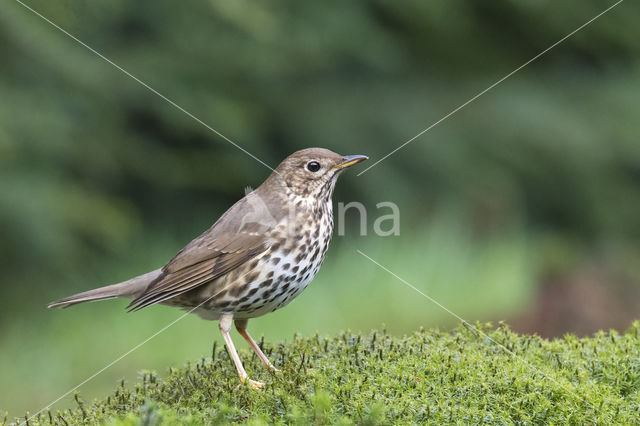 Song Thrush (Turdus philomelos)