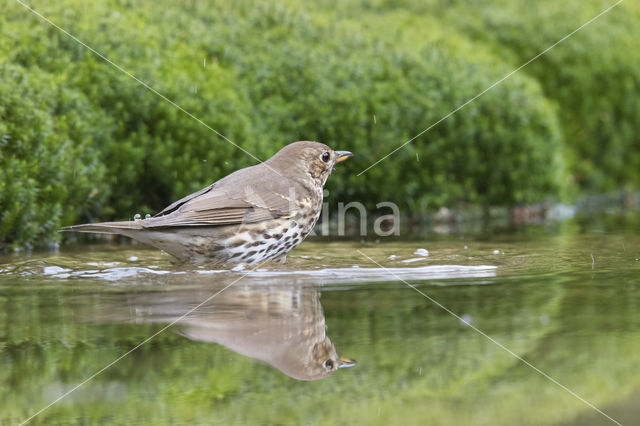 Song Thrush (Turdus philomelos)