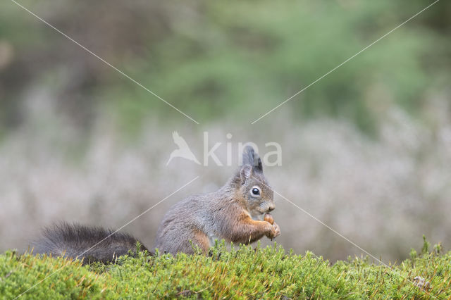 Red Squirrel (Sciurus vulgaris)