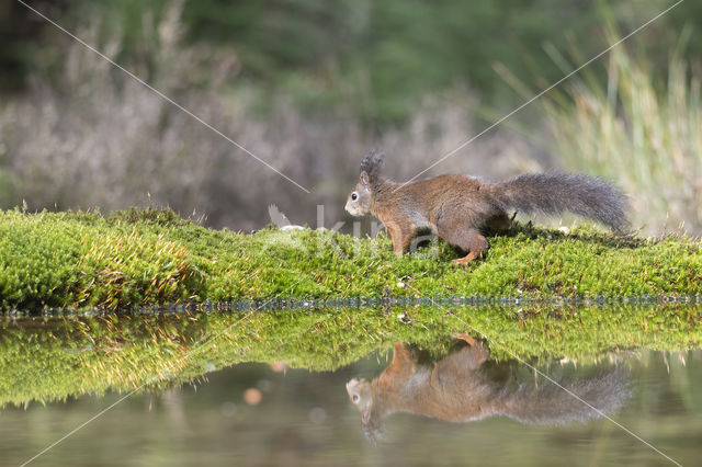 Red Squirrel (Sciurus vulgaris)