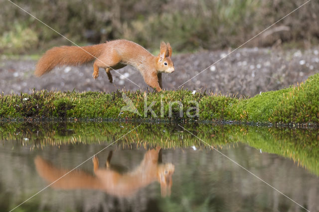 Red Squirrel (Sciurus vulgaris)