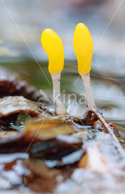 Beekmijtertje (Mitrula paludosa)