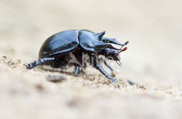 Minotaur Beetle (Typhaeus typhoeus)