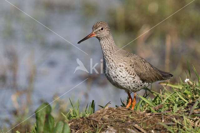 Tureluur (Tringa totanus)