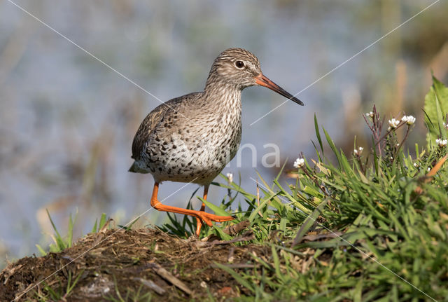 Tureluur (Tringa totanus)