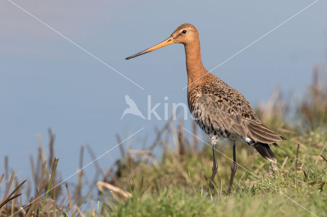 Grutto (Limosa limosa)