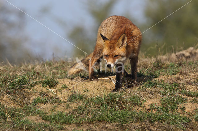 Fox (Vulpes vulpes)