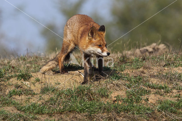 Fox (Vulpes vulpes)