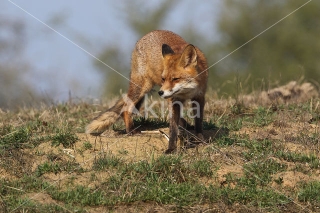 Fox (Vulpes vulpes)