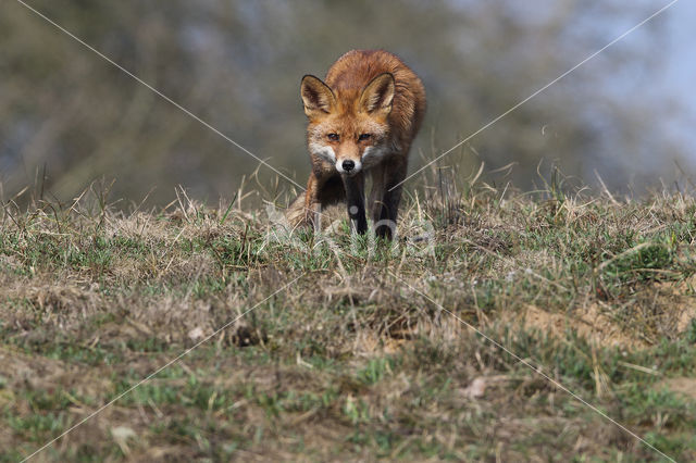 Fox (Vulpes vulpes)