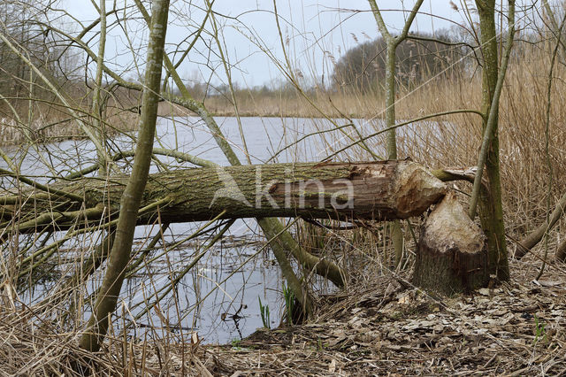 Europese bever (Castor fiber)