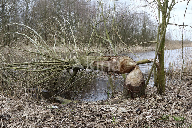 Eurasian beaver (Castor fiber)