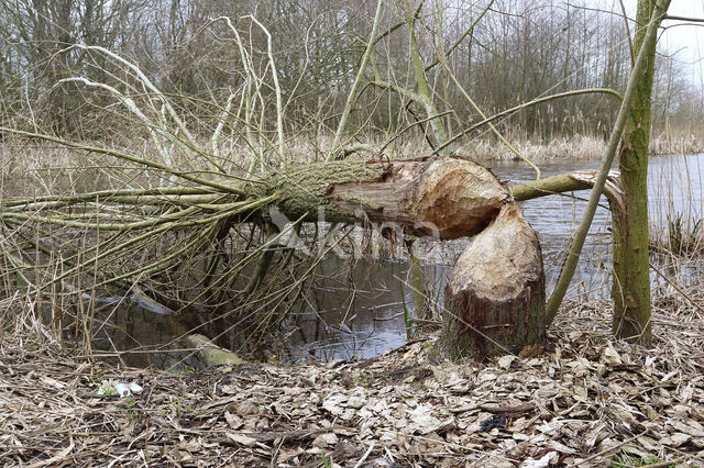 Eurasian beaver (Castor fiber)