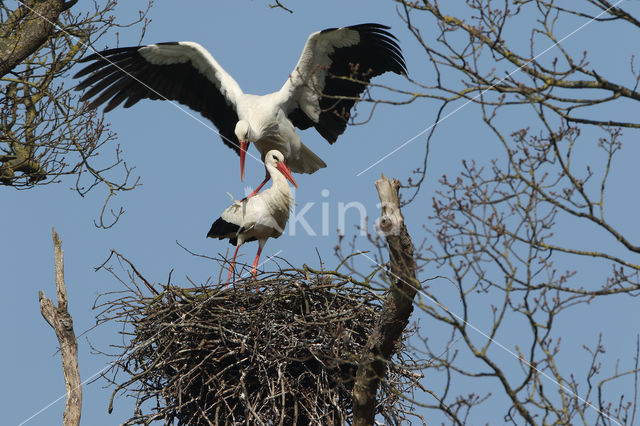 White Stork (Ciconia ciconia)