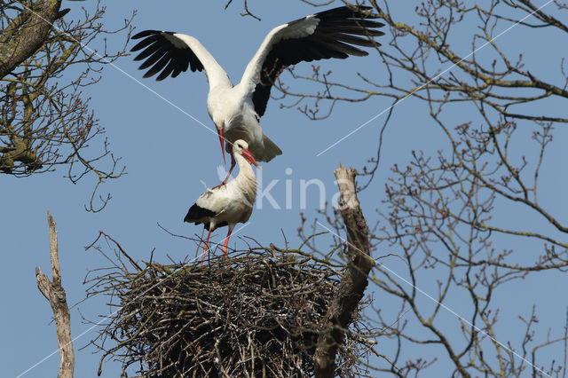 White Stork (Ciconia ciconia)