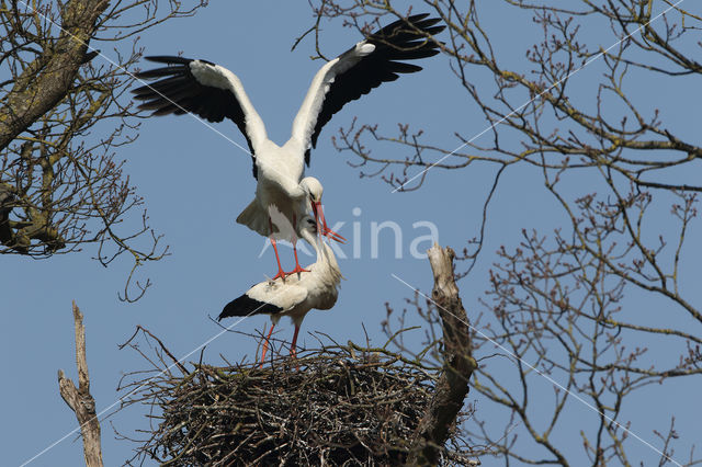 White Stork (Ciconia ciconia)