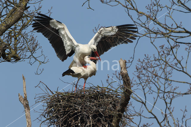 White Stork (Ciconia ciconia)