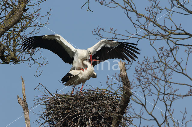 White Stork (Ciconia ciconia)