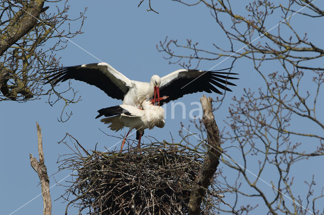 White Stork (Ciconia ciconia)