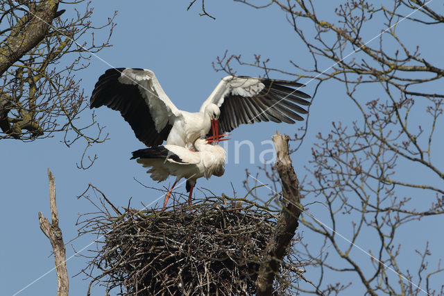 White Stork (Ciconia ciconia)