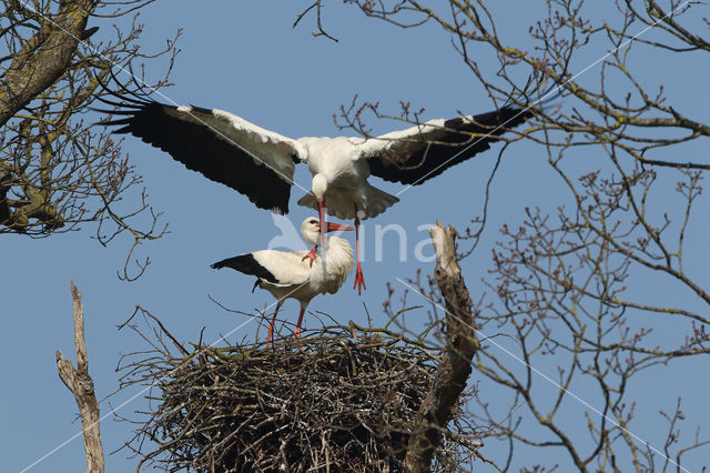 White Stork (Ciconia ciconia)