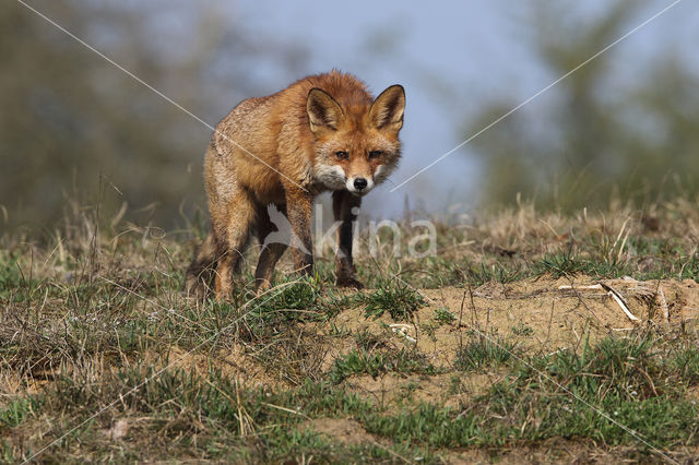 Fox (Vulpes vulpes)