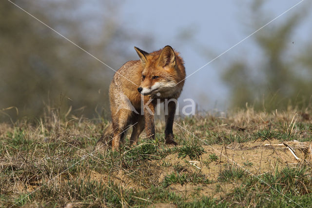 Fox (Vulpes vulpes)