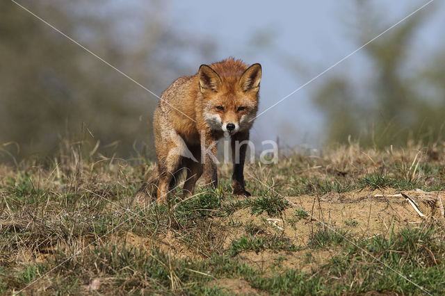 Fox (Vulpes vulpes)