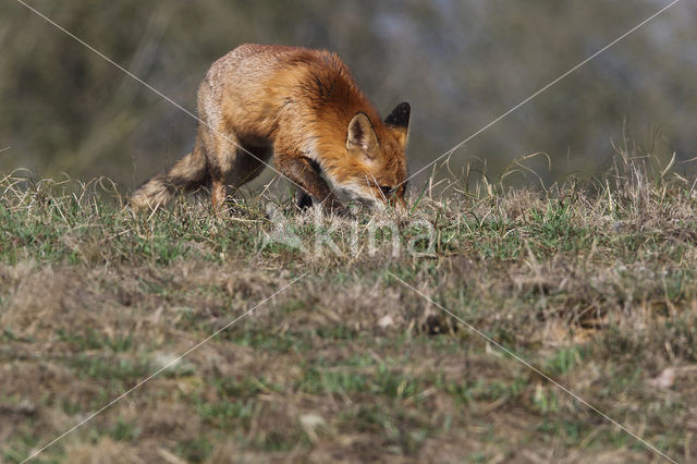 Fox (Vulpes vulpes)