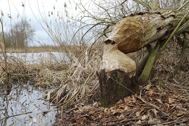 Europese bever (Castor fiber)