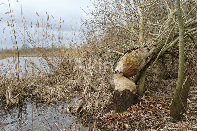 Eurasian beaver (Castor fiber)