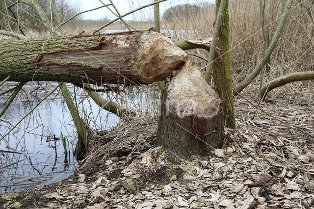 Europese bever (Castor fiber)