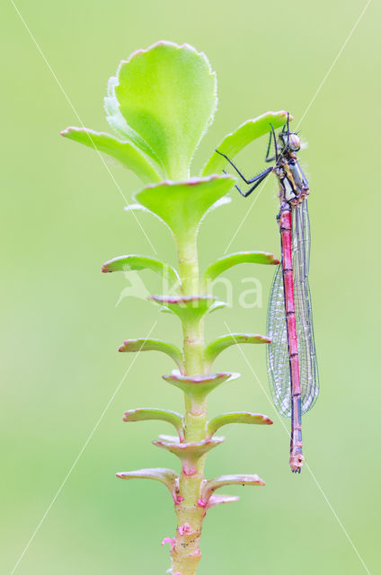 Large Red Damselfly (Pyrrhosoma nymphula)