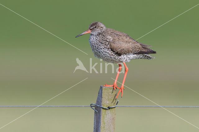 Common Redshank (Tringa totanus)