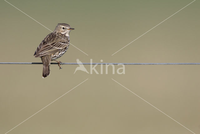 Graspieper (Anthus pratensis)