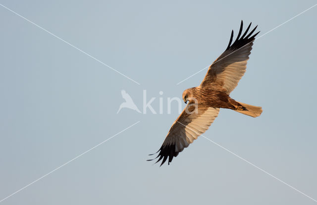 Marsh Harrier (Circus aeruginosus)